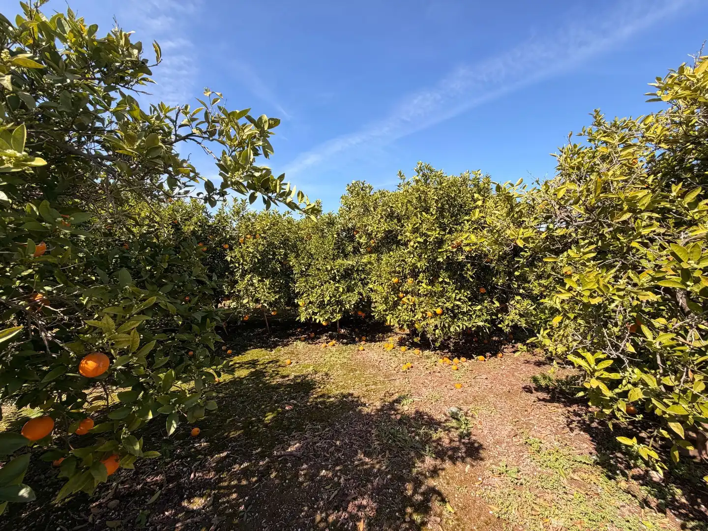 Rural land for sale in Almenara, imagen 35