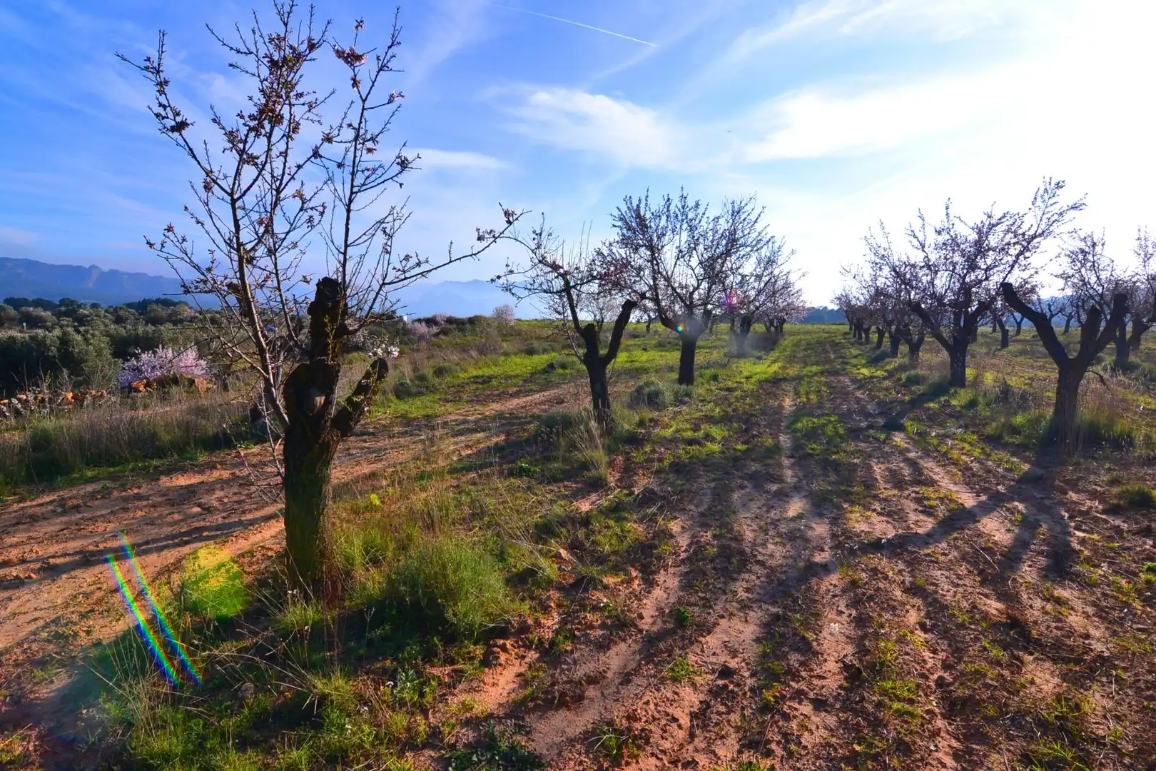 Rural land for sale in Gandesa, imagen 37