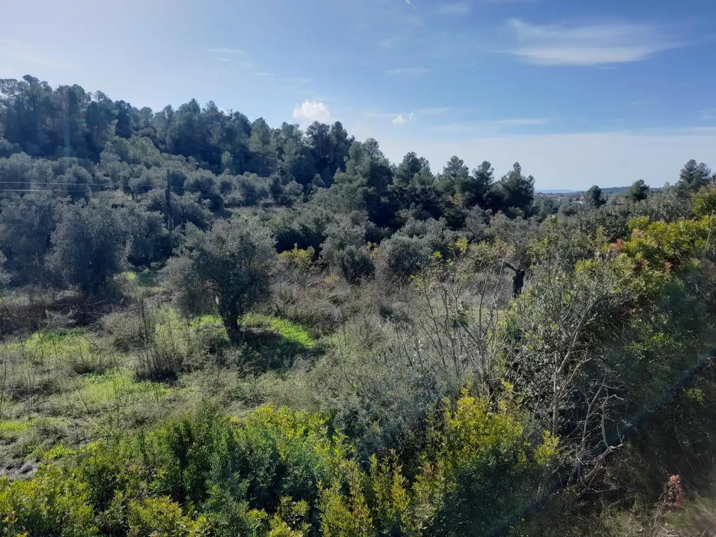 Land for sale in La Palma d'Ebre