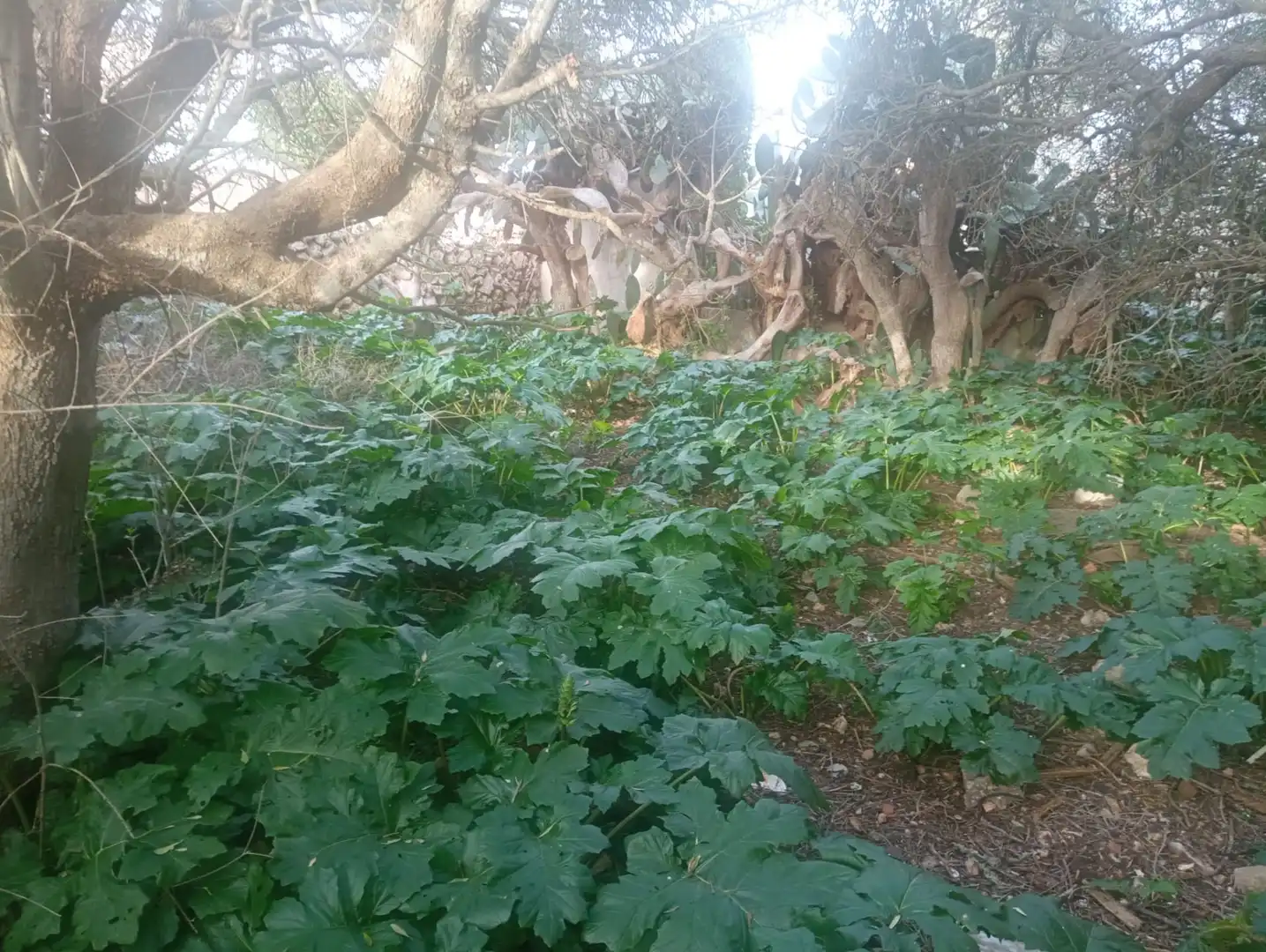 Terrenys i solars en venda a Sant Lluís - S'Ullestrar - Torret, imagen 3