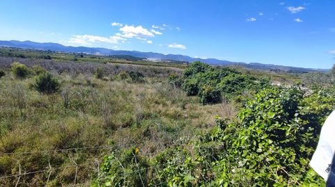 FINCA DE NARANJOS, imagen 5