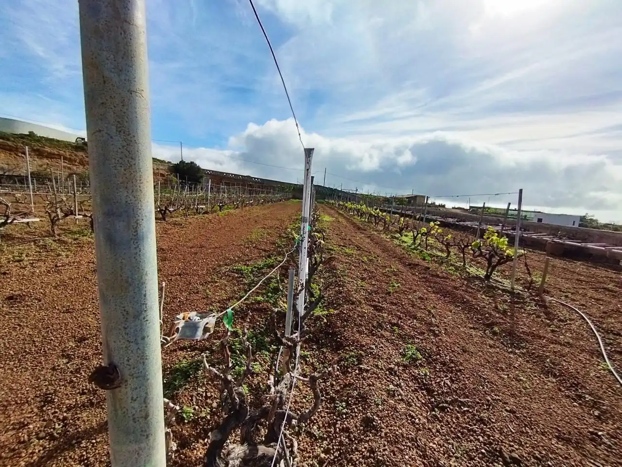 Terreno rustico in vendita a Arico, imagen 13