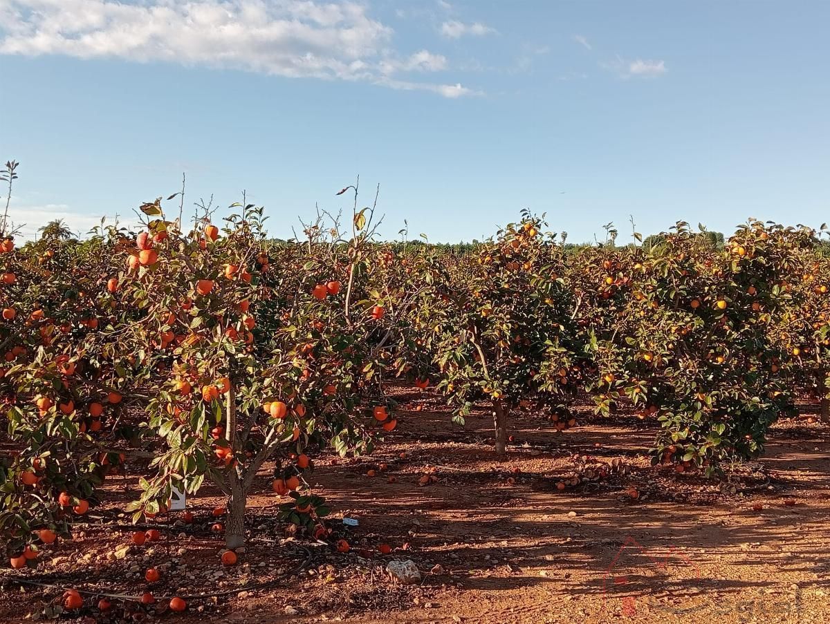 Garten von Country house zum verkauf in Benifaió