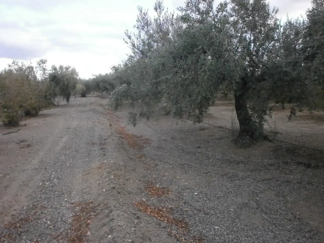 Rural land for sale in Carrer Pont del Cinto, imagen 27