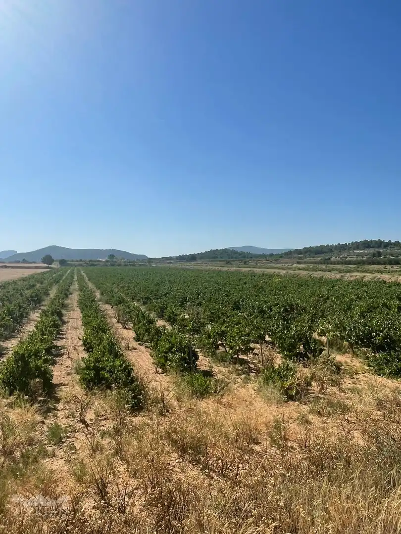 Terreno residencial en venta en El Pinós / Pinoso, imagen 12