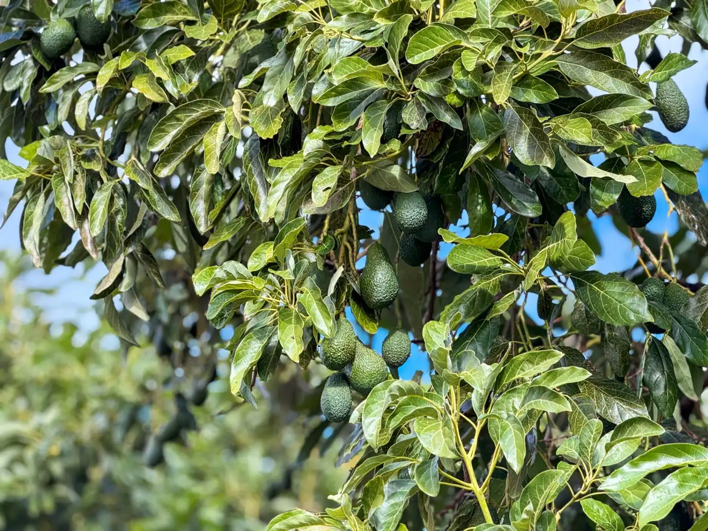 Jardí de Finca rústica en venda en Los Guájares amb Terrassa i Traster
