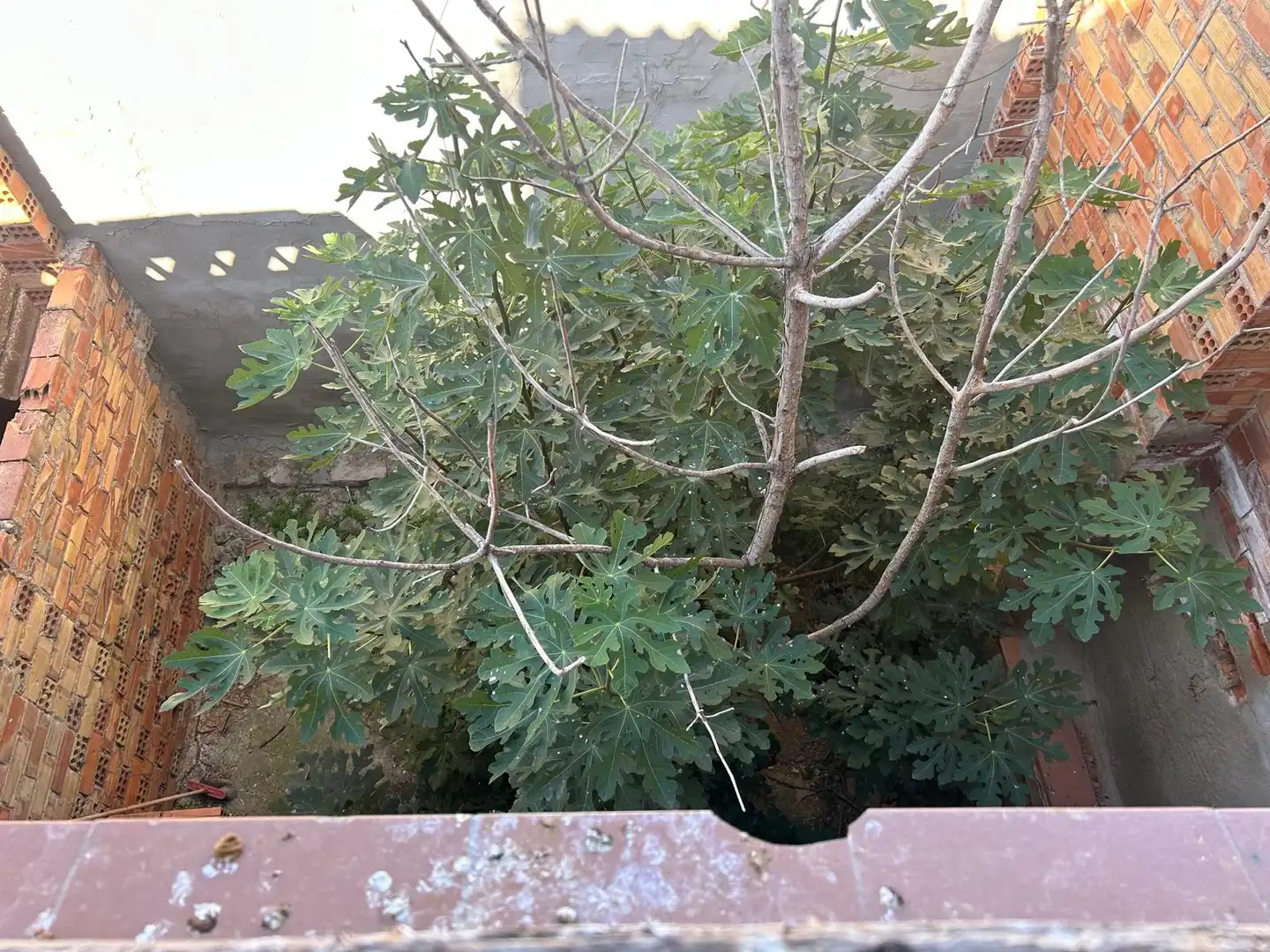 Balcony of Detached homes for sale in Massalcoreig