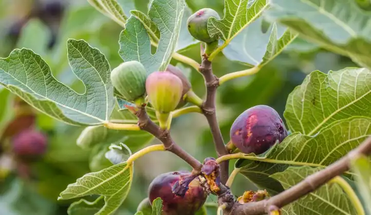 Garten von Grundstücke zur Miete in Totana