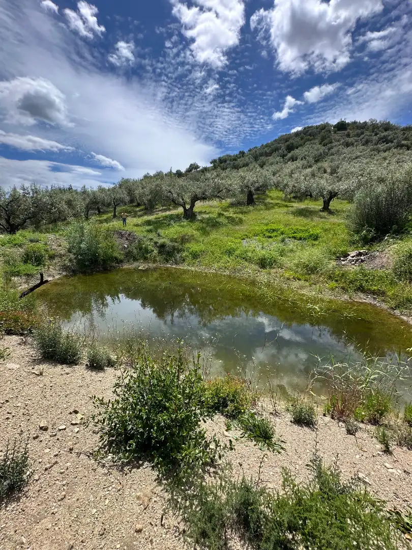 Terreni e lotti in vendita a Periana
