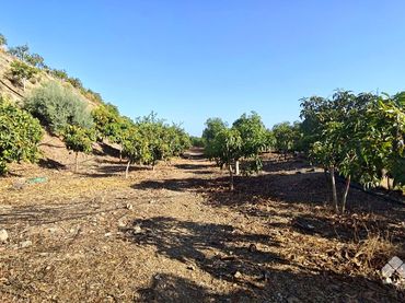 Terreny rústic en venda a Diseminado Atalaya Baja