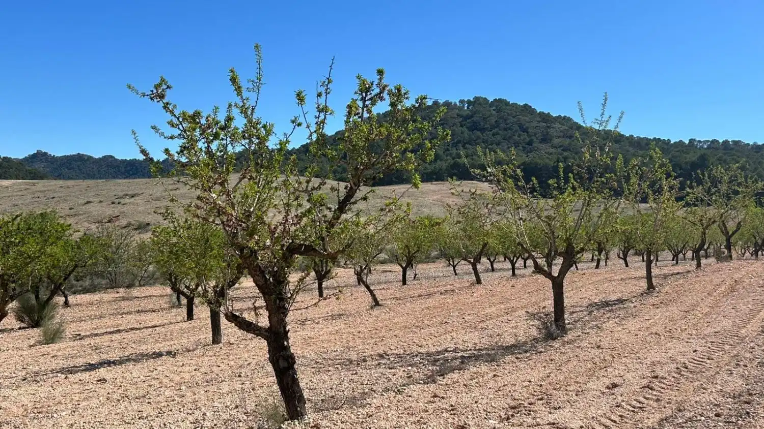 Vista exterior de Finca rústica en venda en Tobarra