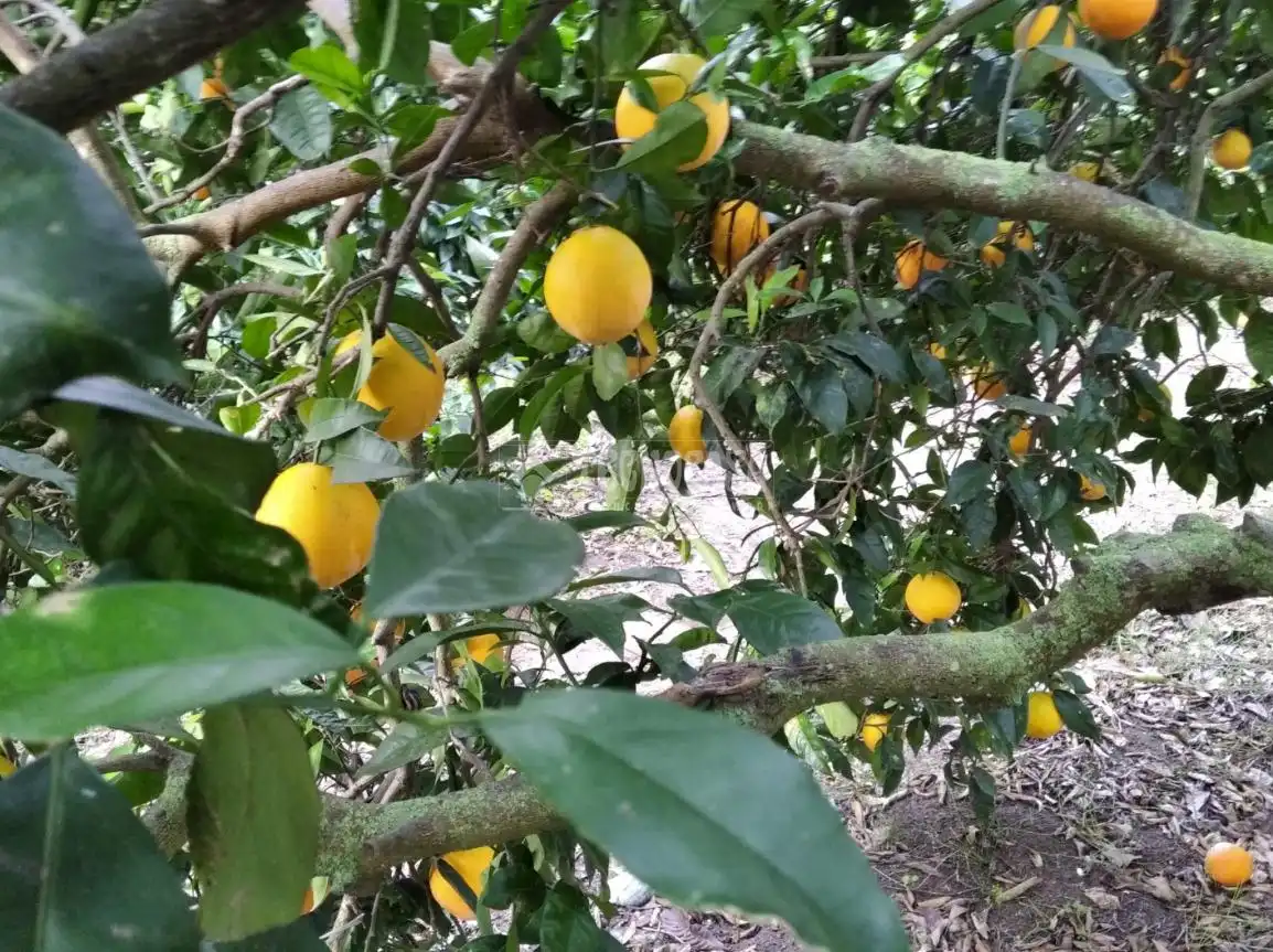 Terreno rustico in vendita a Barbate ciudad, imagen 6