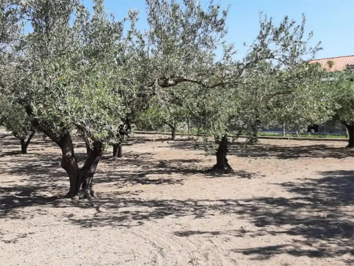 Finca rústica en venta en Ontinyent