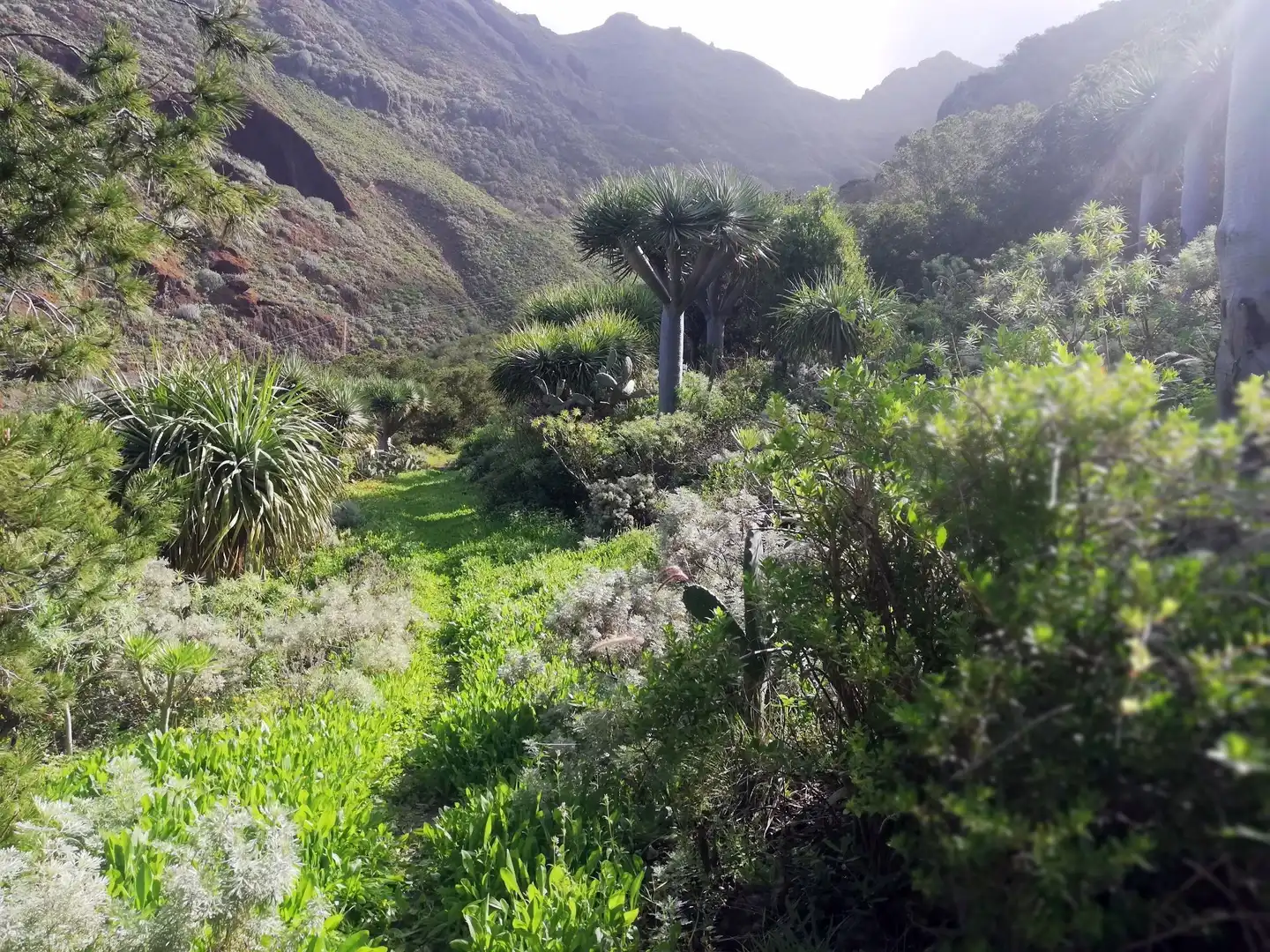Terreno en venta en Isogue, polígono 7, parcela 39, 1, Punta del Hidalgo