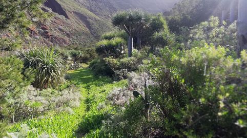 Foto 5 de Terreny en venda a Isogue, Polígono 7, Parcela 39, 1, Punta del Hidalgo, San Cristóbal de la Laguna