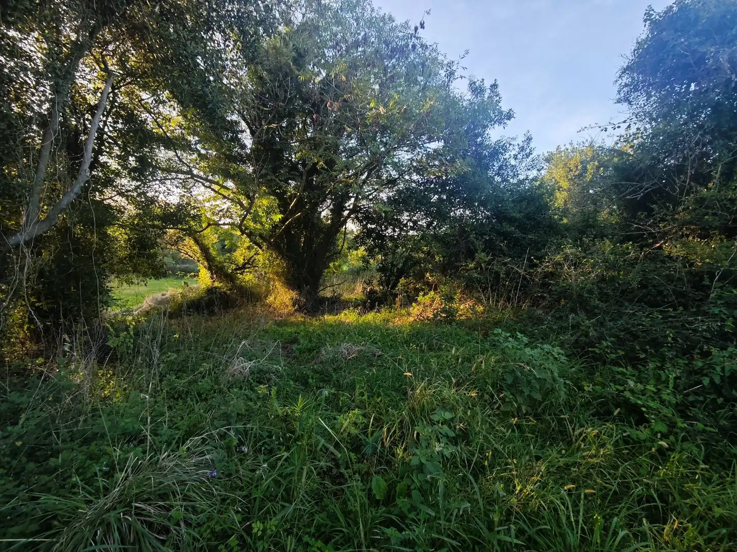 Terreno rústico en venta en Pría - Nueva-Hontoria - Naves, imagen 19