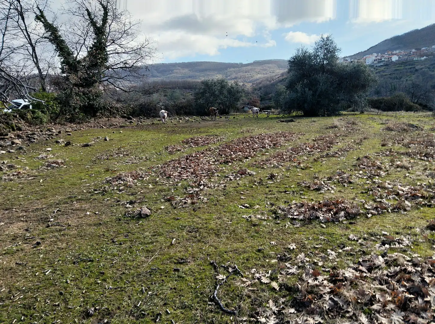 Terreno en venta en Casas del Castañar