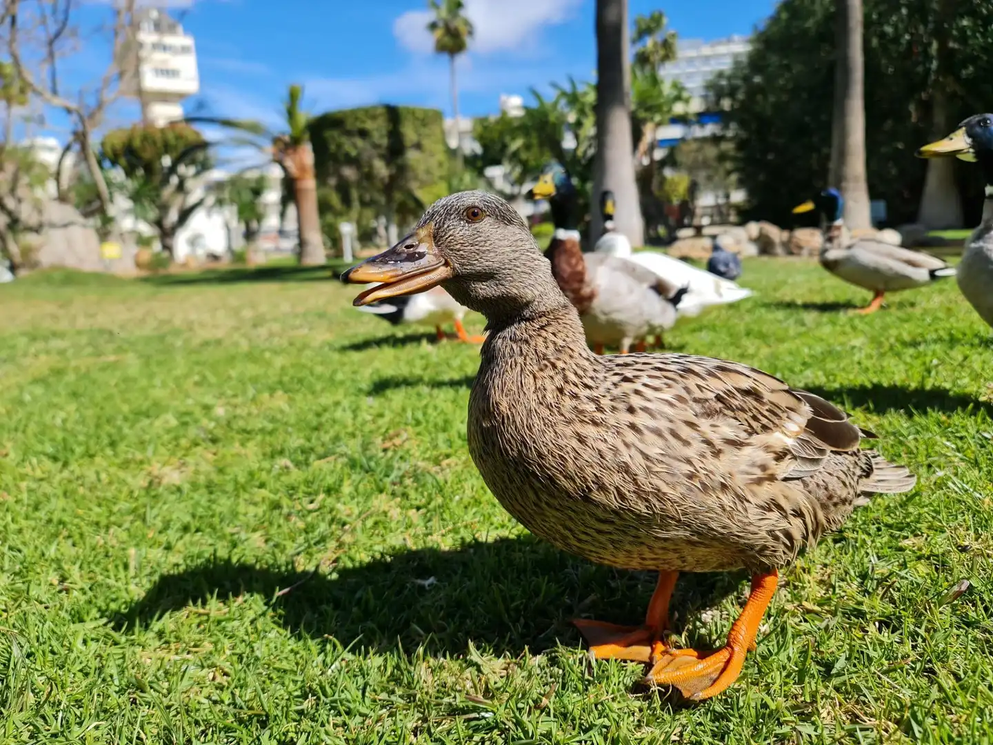 Jardín de Piso en venta en Torremolinos con Aire acondicionado, Calefacción y Jardín privado