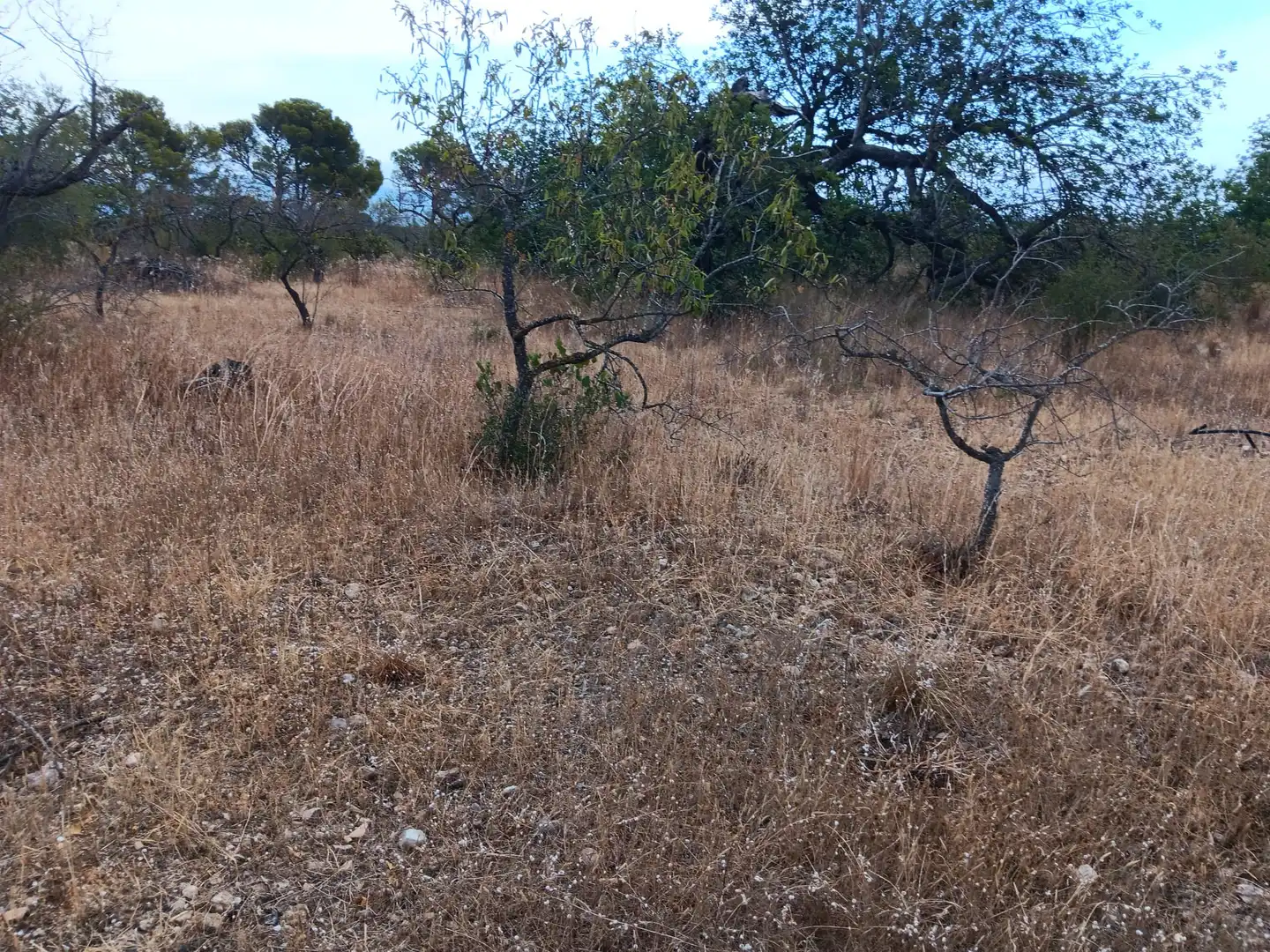 Lands and plots for sale in Roquetes, imagen 11
