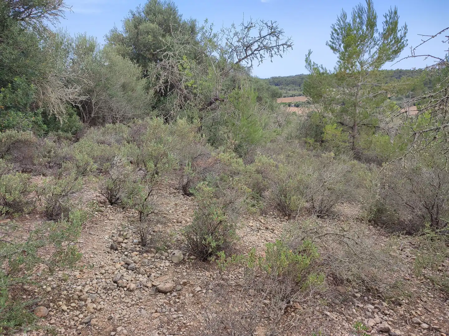 Terrain rustique à vendre à Sant Joan, imagen 10
