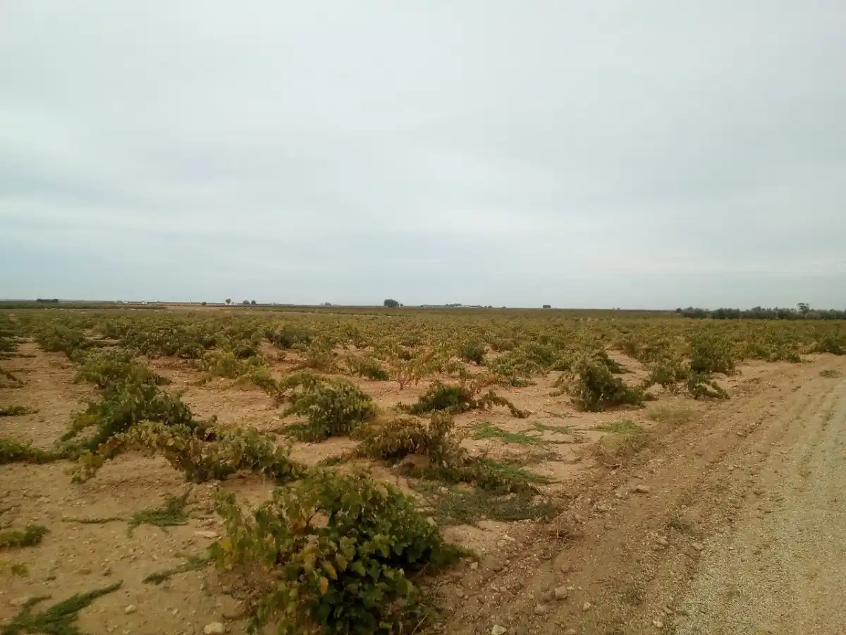 Finca rústica en venta en Las Mesas  