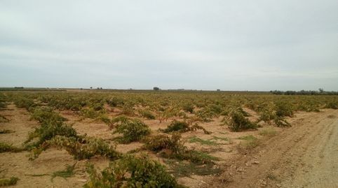 Se venden 7 fanegas de tierra de regadio de consorico junto a la hermita de San Isidro, imatge 2