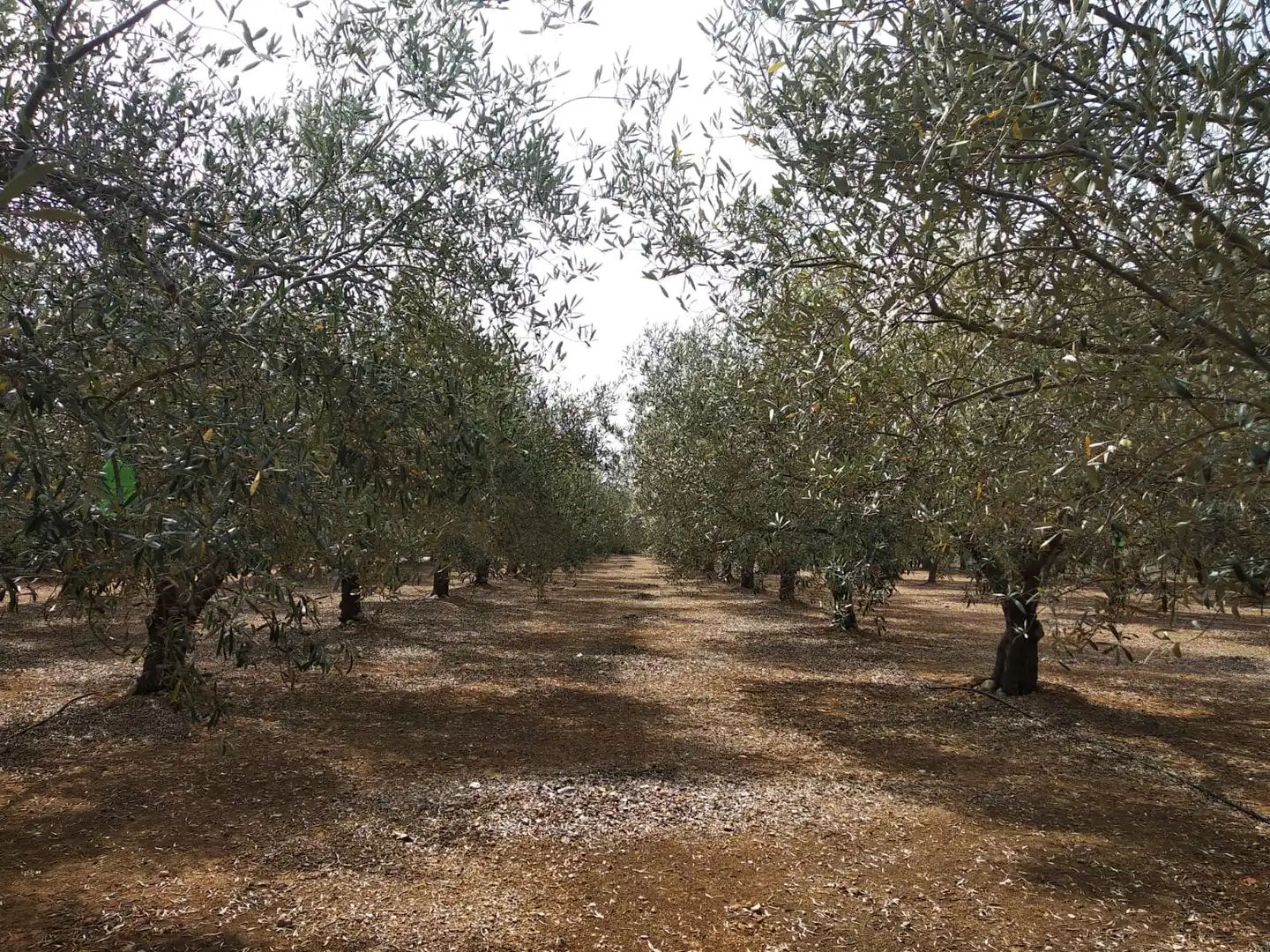 Rural land for sale in Pueblo, imagen 4