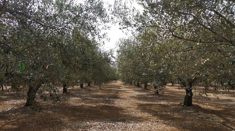 EL PUIG, imagen 4
