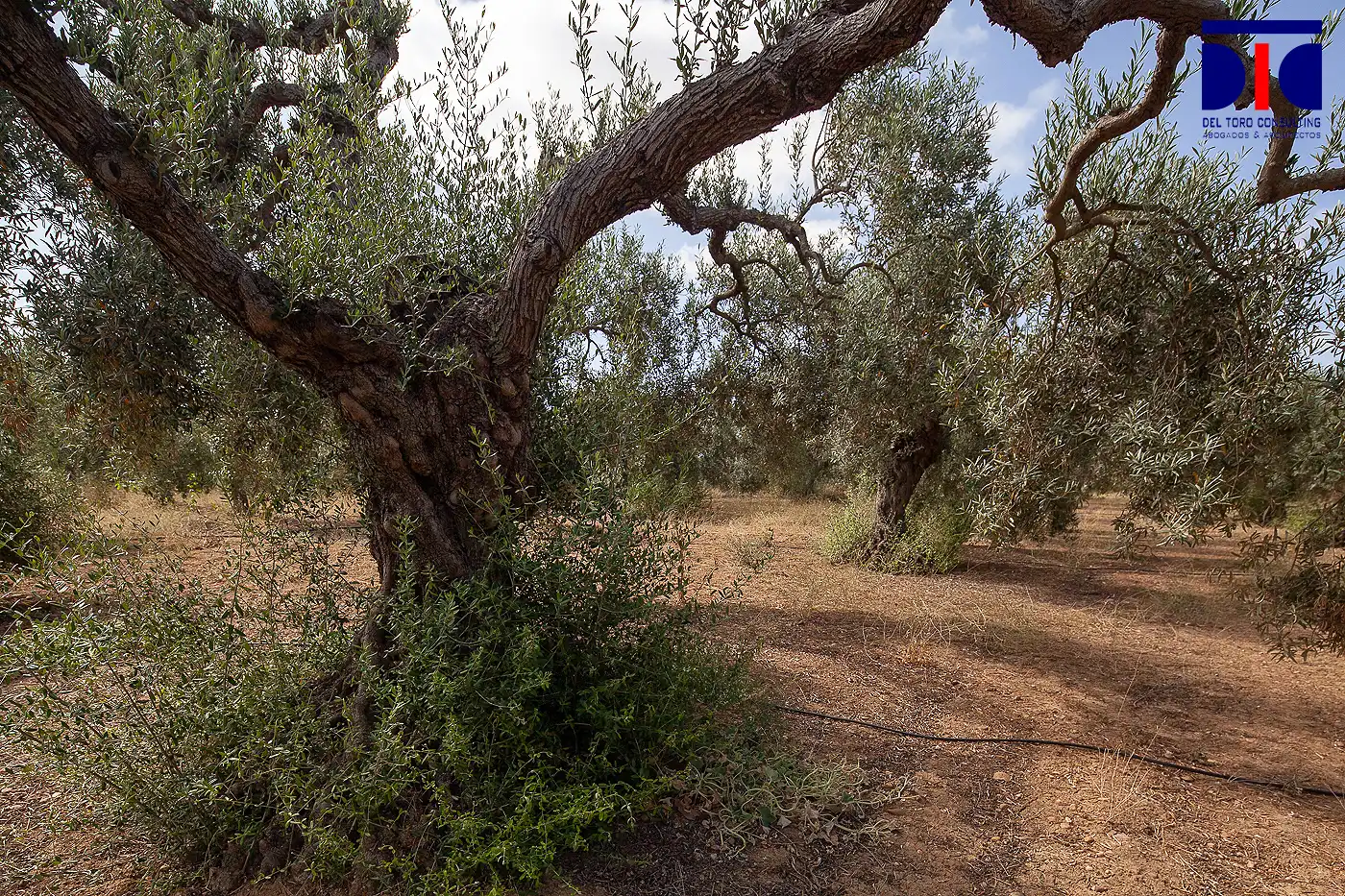 Finca rústica en venta en Carmona con Jardín privado, Terraza y Piscina