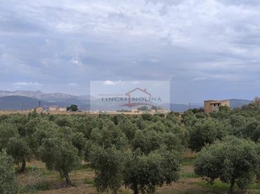 Terrenys i solars en venda a Sa Pobla