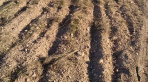 SE VENDE FINCA DE REGADÍO, immagine 3