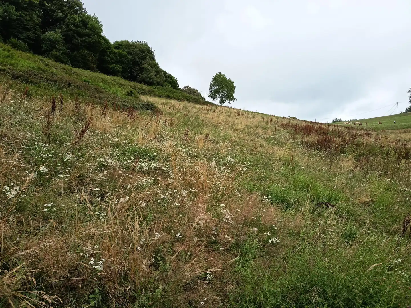 Land for sale in Basaburua