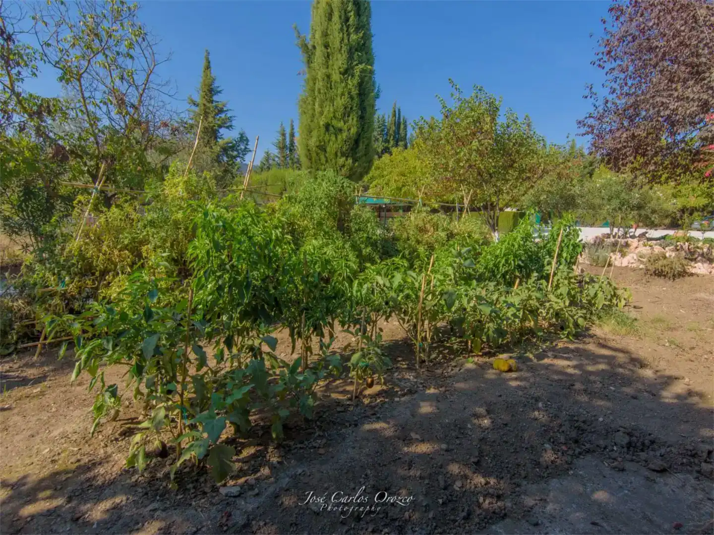Jardí de Finca rústica en venda en Arriate amb Aire condicionat i Piscina