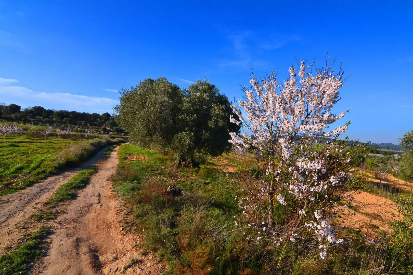 Rural land for sale in Gandesa, imagen 13
