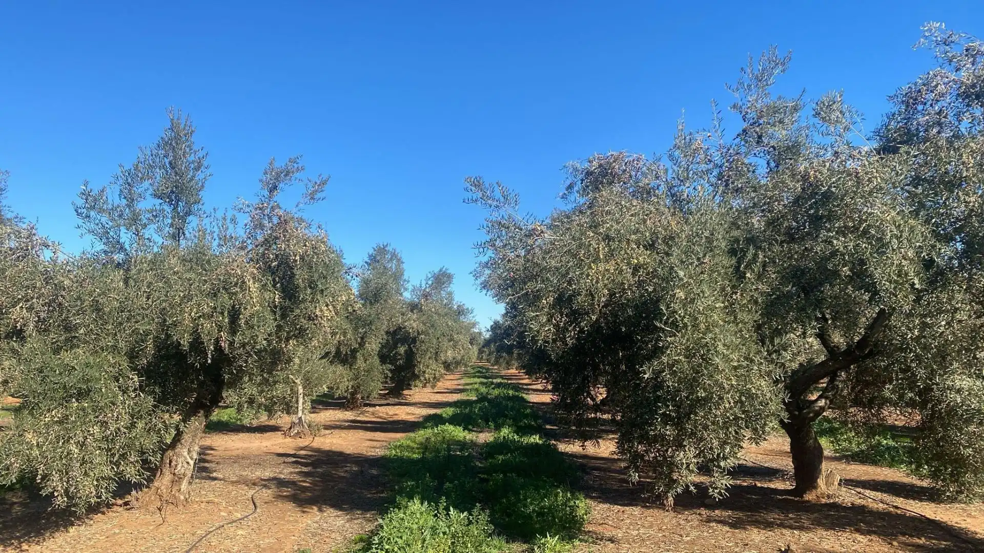 Terreni e lotti in vendita a Jabalquinto, imagen 4