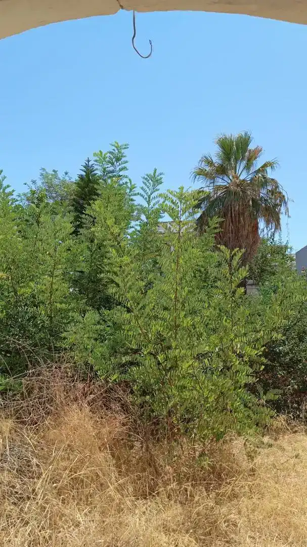 Casa o xalet en venda en Chipiona amb Balcó