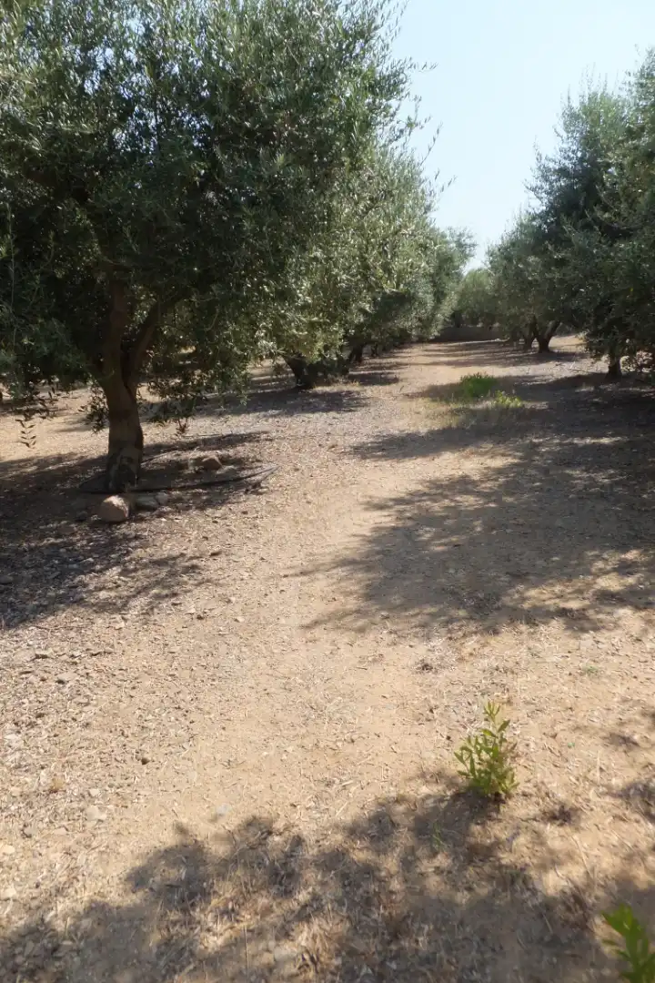 Terreno rústico en venta en Vial Camino, imagen 19