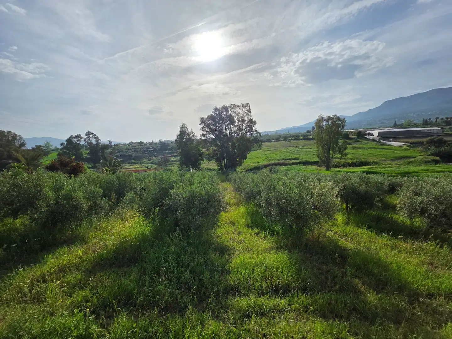 Finca rústica en venta en Alhaurín El Grande