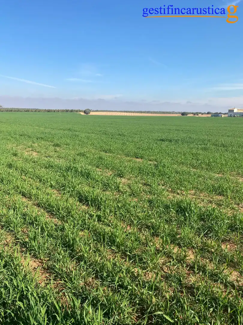 Rural land for sale in Plaza de España, imagen 5