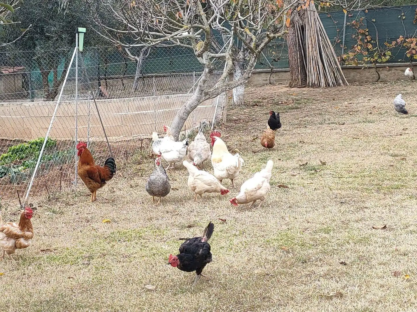 Jardí de Casa o xalet en venda en Sant Feliu de Buixalleu amb Aire condicionat, Calefacció i Terrassa