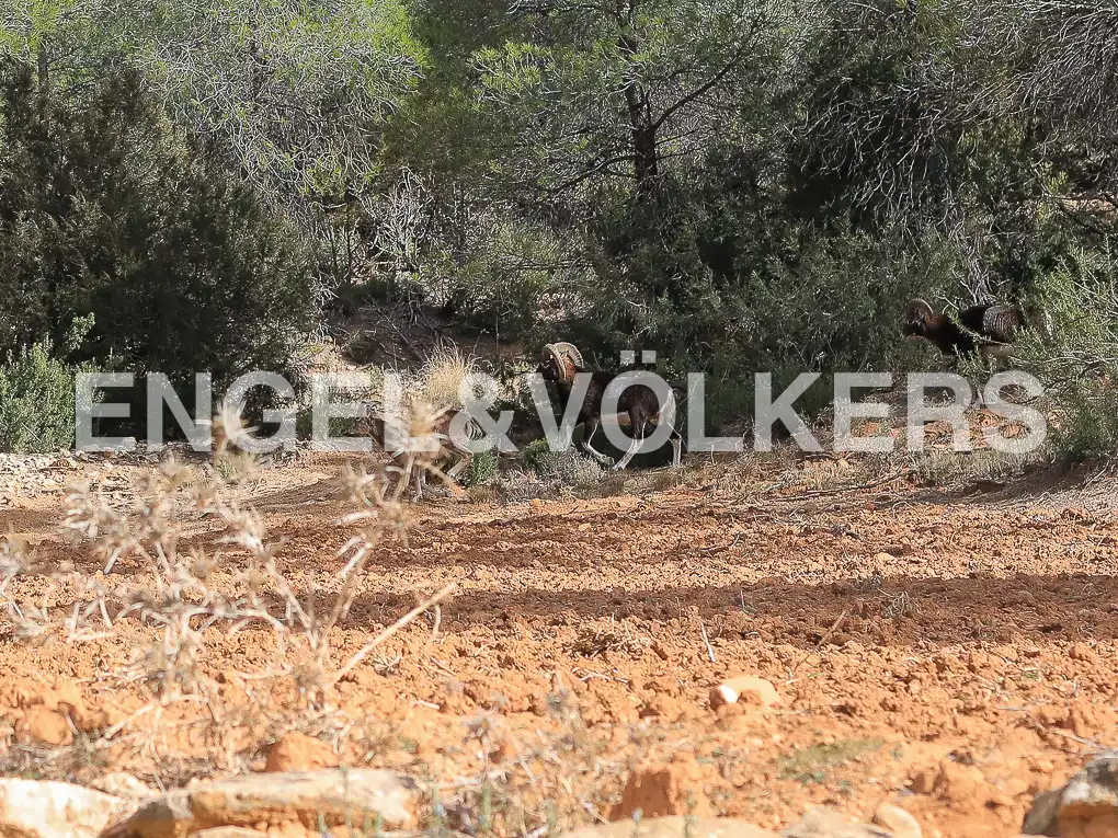 Finca rústica en venda en Ayora amb Calefacció, Jardí privat i Terrassa