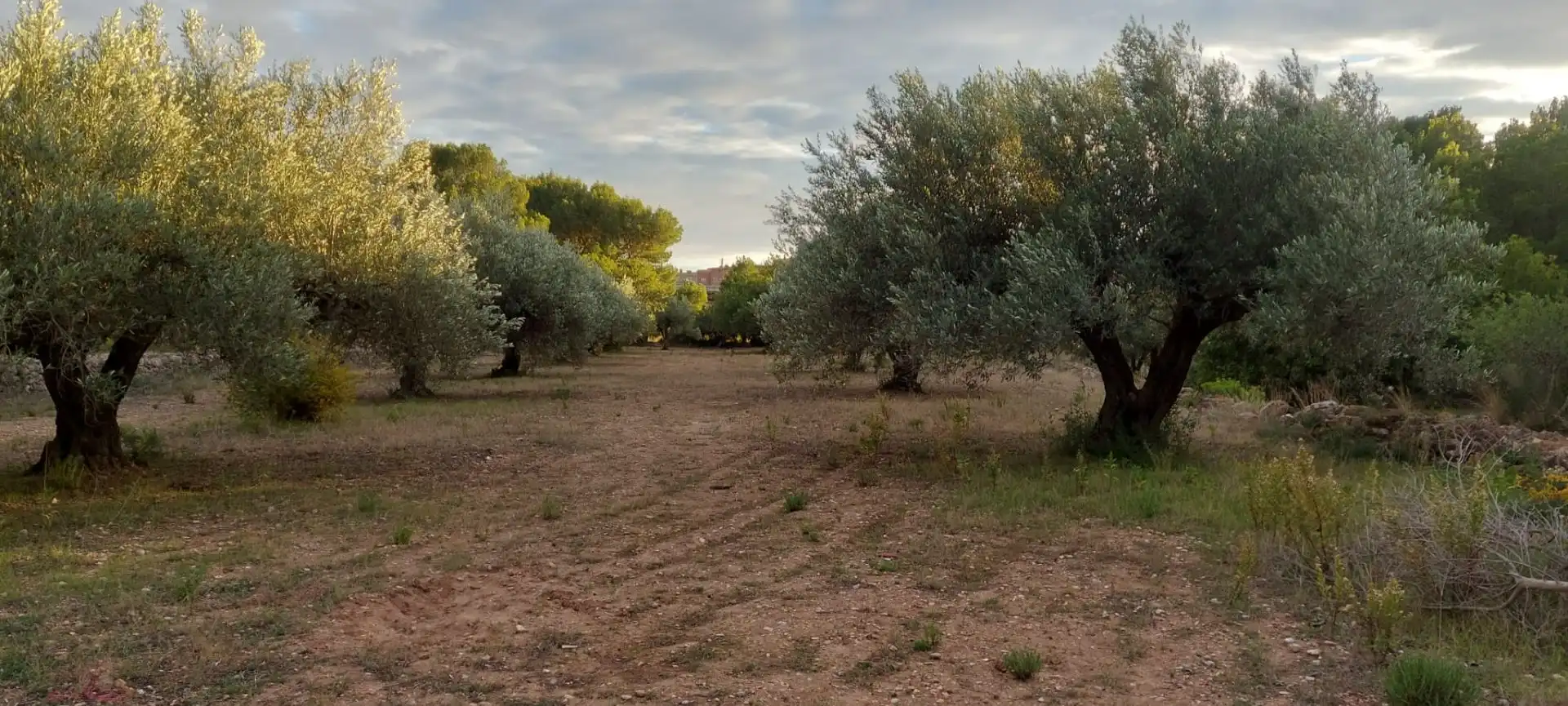 Rural land for sale in Miami Platja, imagen 9
