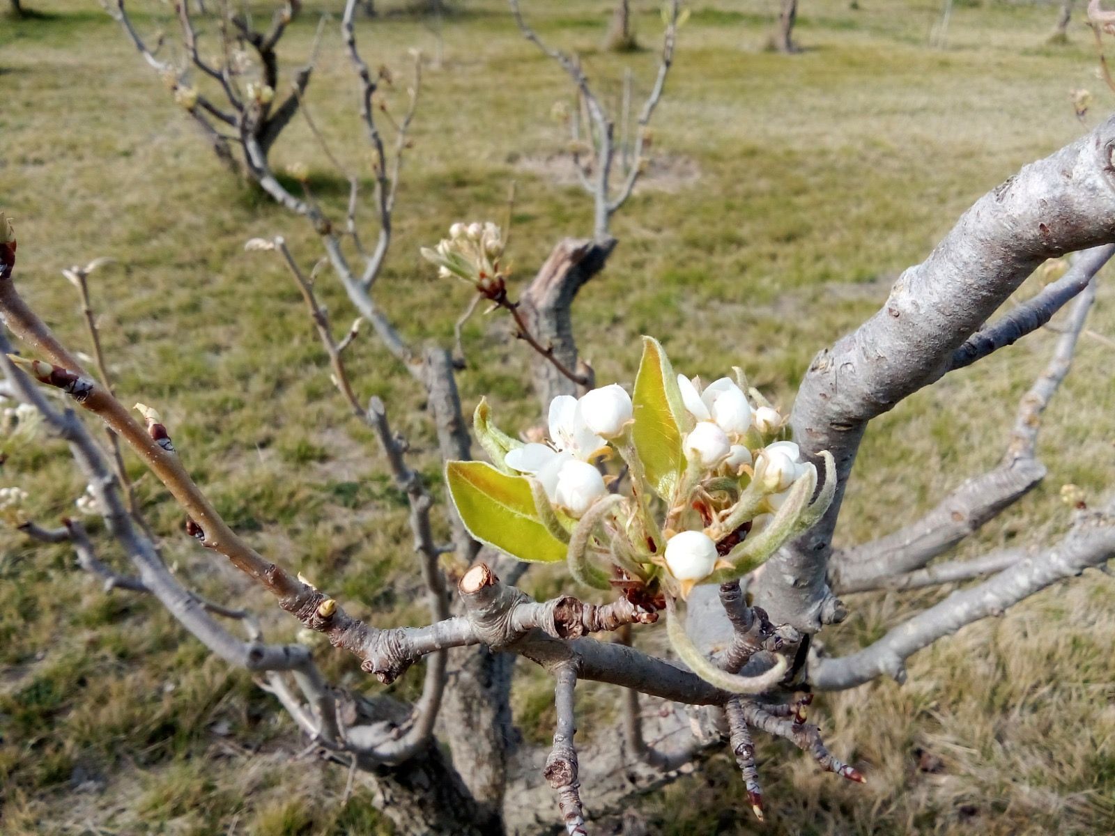 Garten von Grundstücke zum verkauf in Pastriz