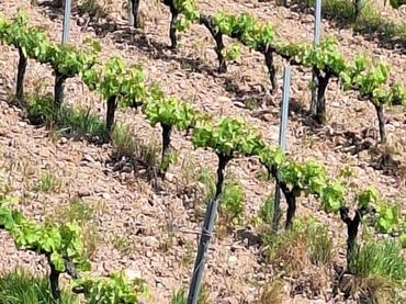 Terreni e lotti in vendita a Sant Quintí de Mediona
