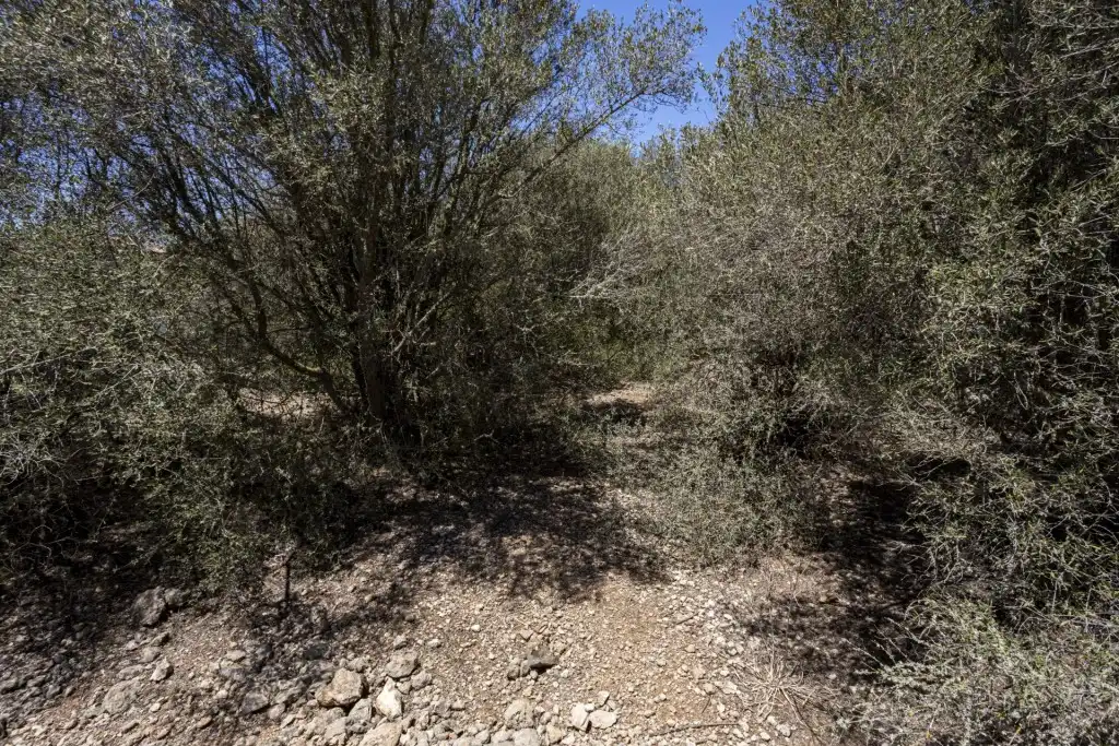 Terreno rustico in vendita a Sa Cabaneta, imagen 6