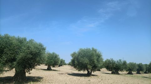 olivar cerca de mora , immagine 2