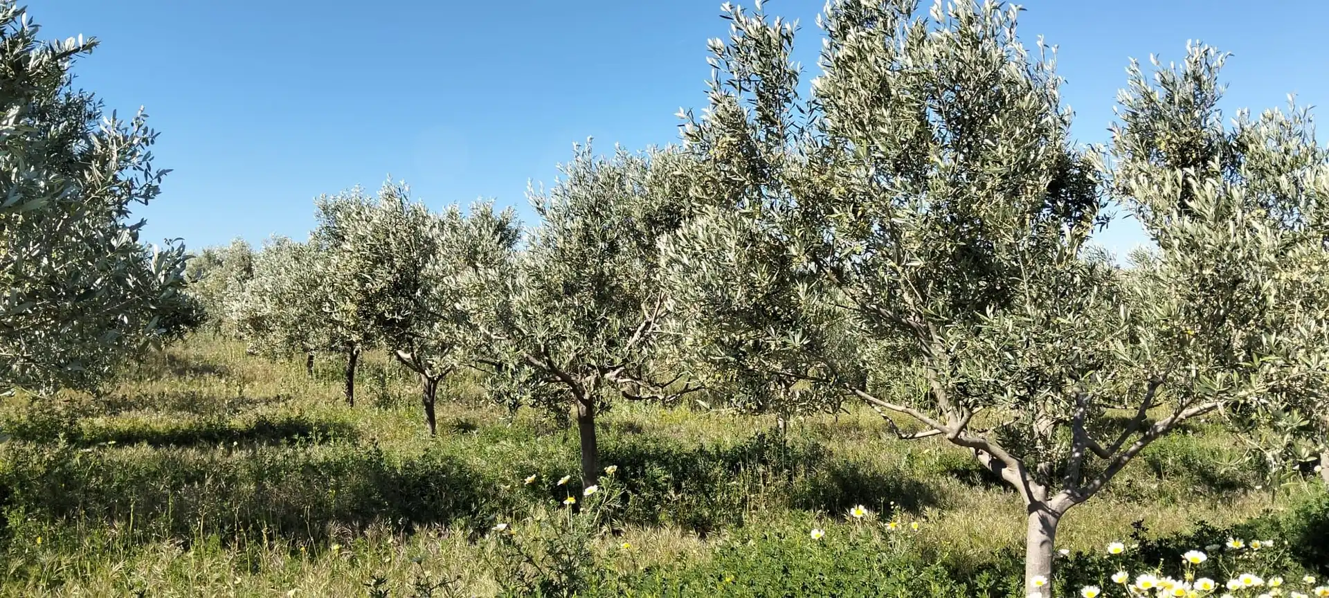Lands and plots for sale in Lebrija, imagen 4