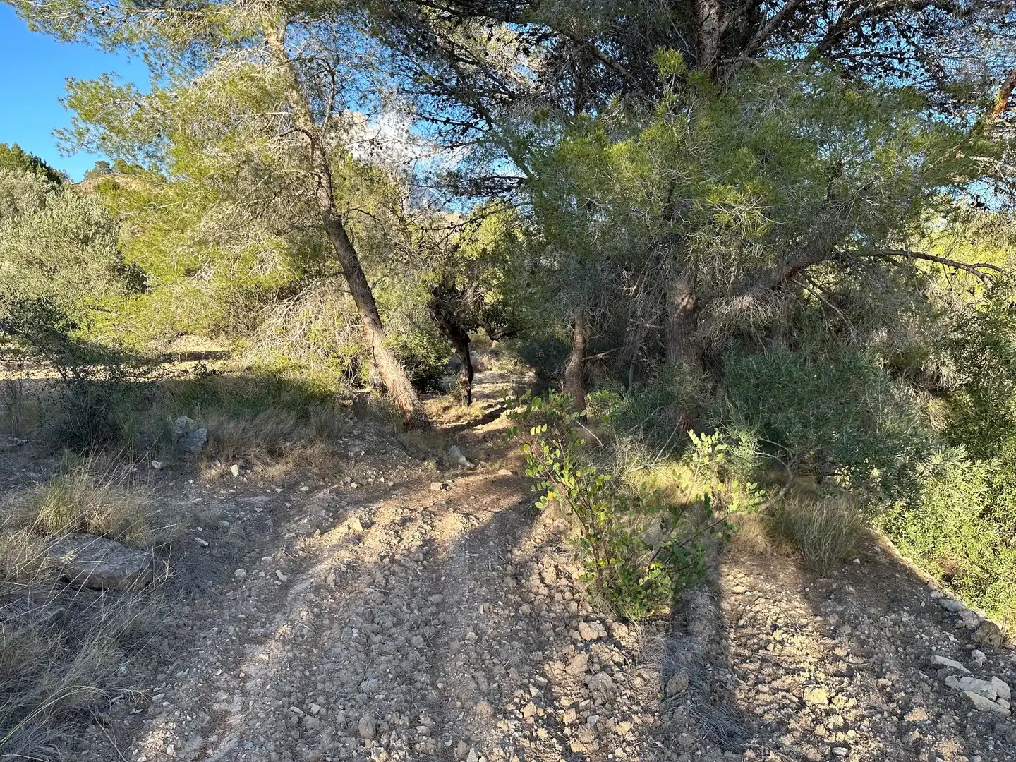 Terreny rústic en venda a CREMATS, imagen 18