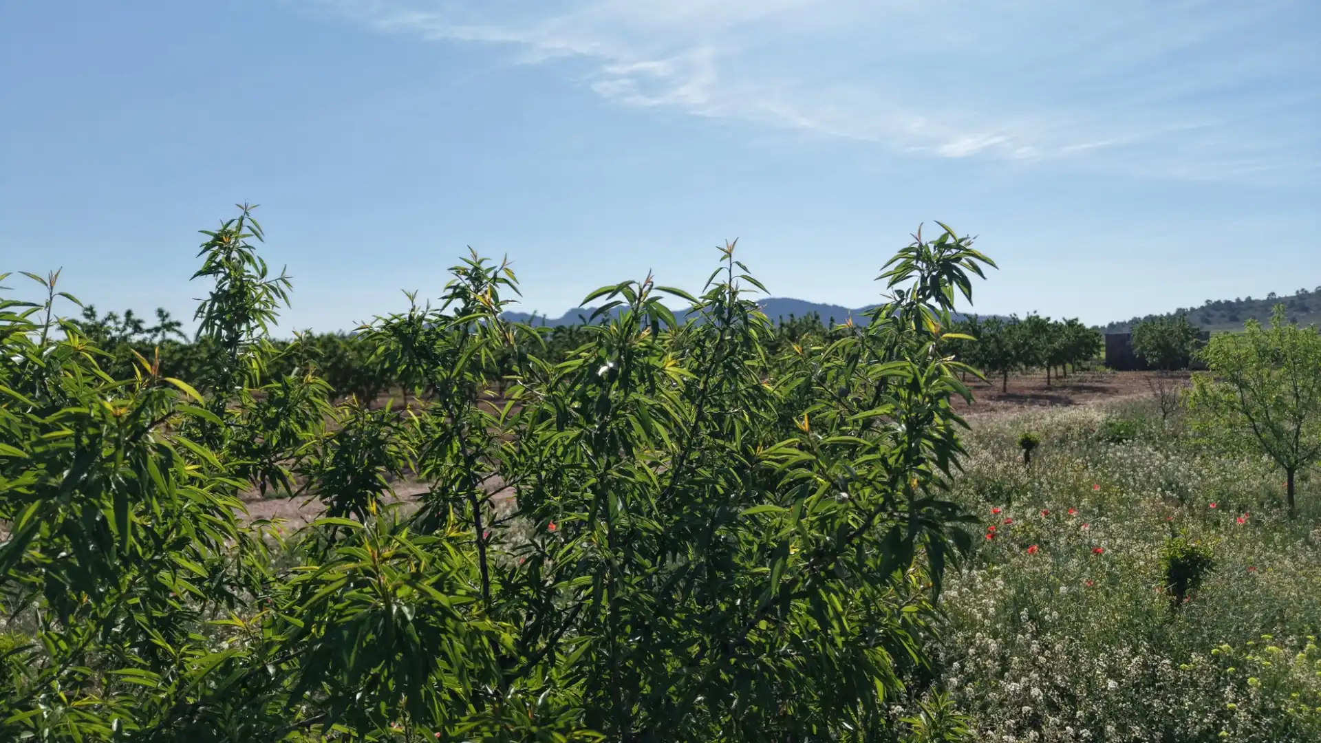 Residential land for sale in Yecla, imagen 16