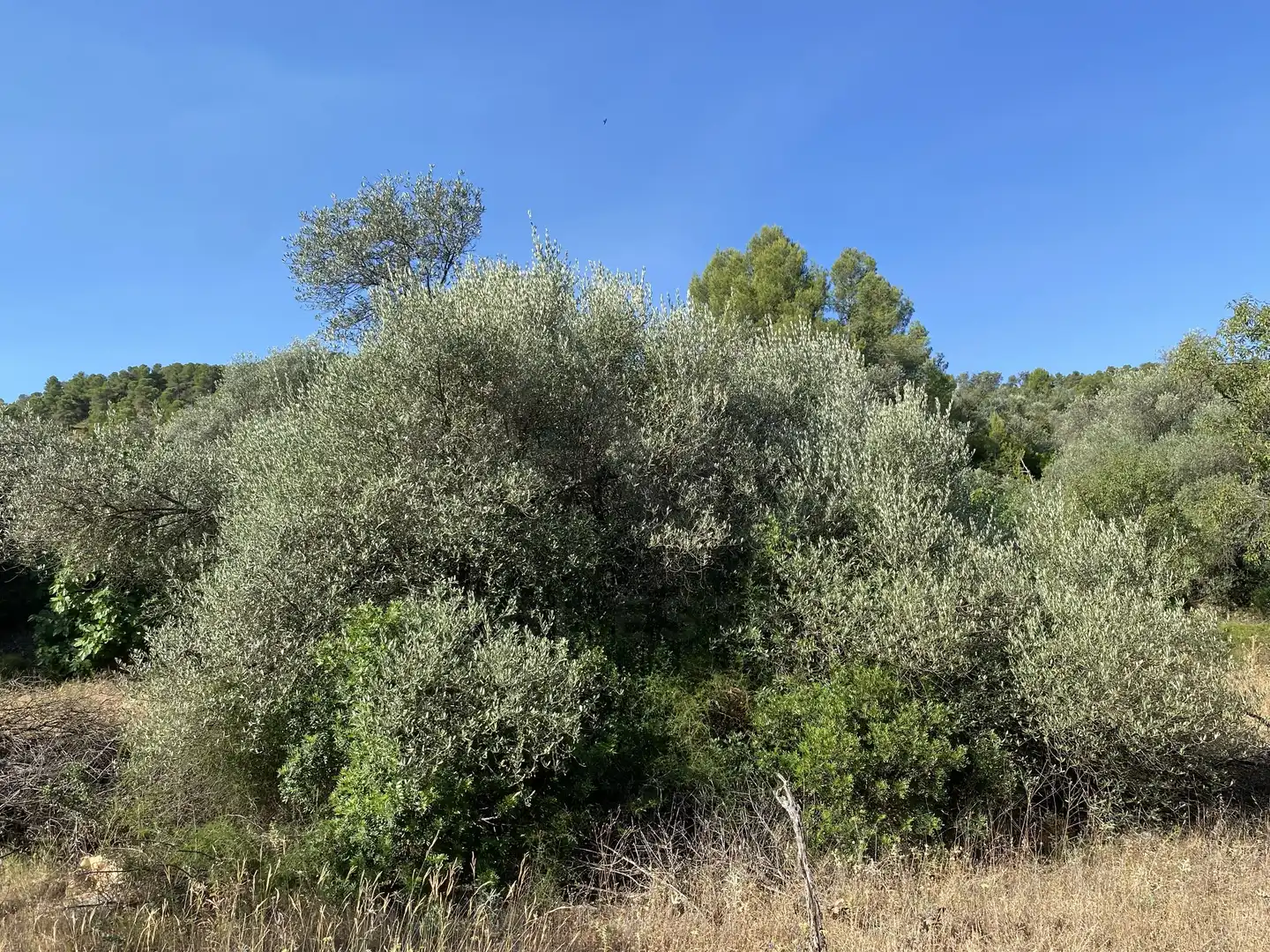 Terrain rustique à vendre à Ascó, imagen 6